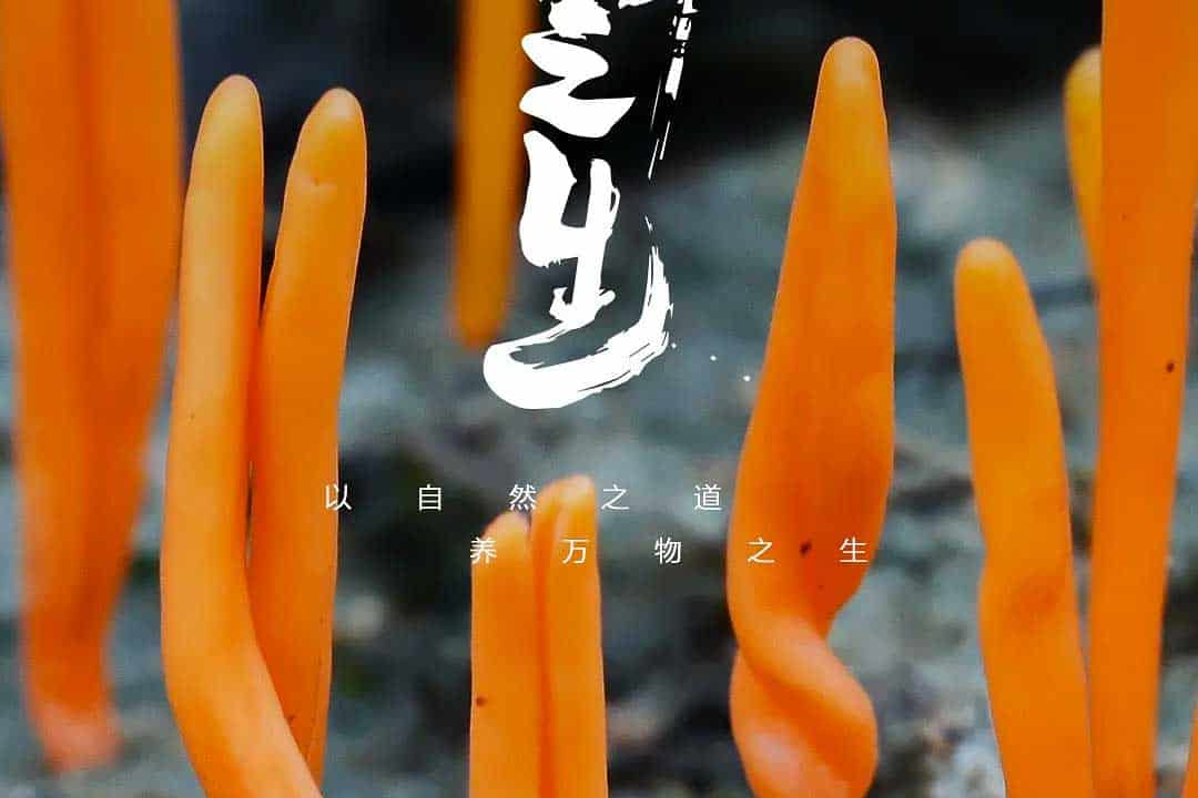 万物之生 (2022)国语中字 4K 2...